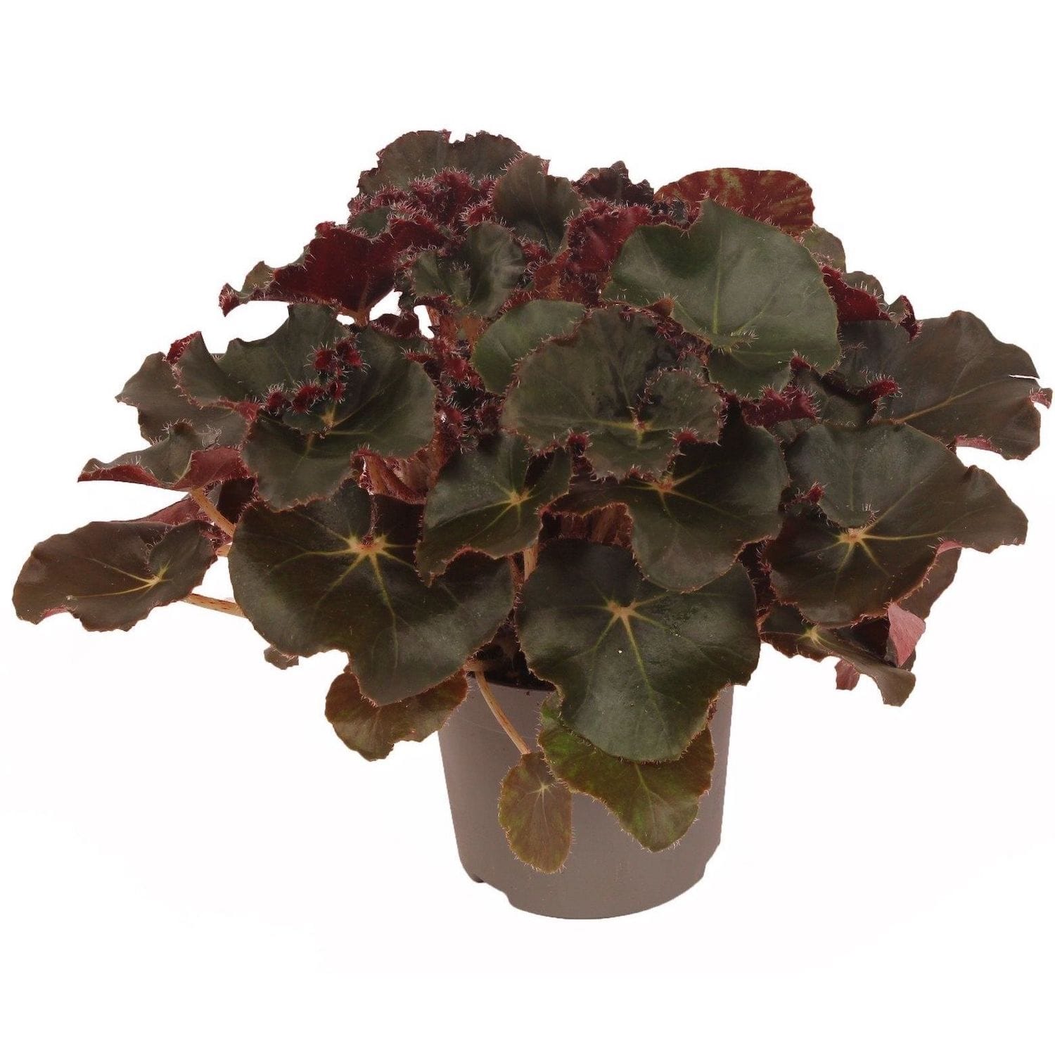 Begonia Jungle Black