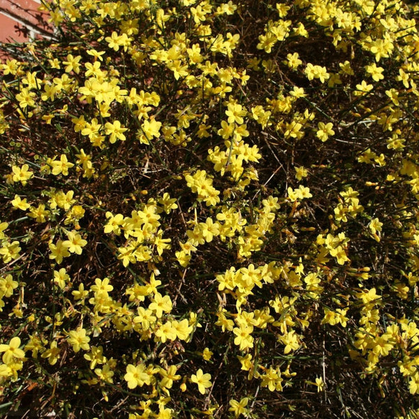 Jasminum nudiflorum (Iasomia de iarna)